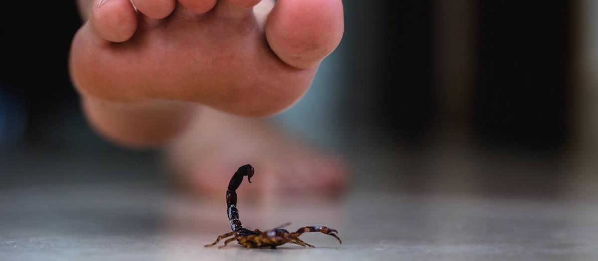 At Home Scorpion Control Methods That Work