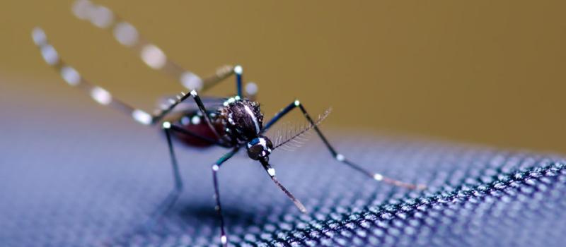 Follow These Precautions to Avoid Potential Infection from West Nile Virus