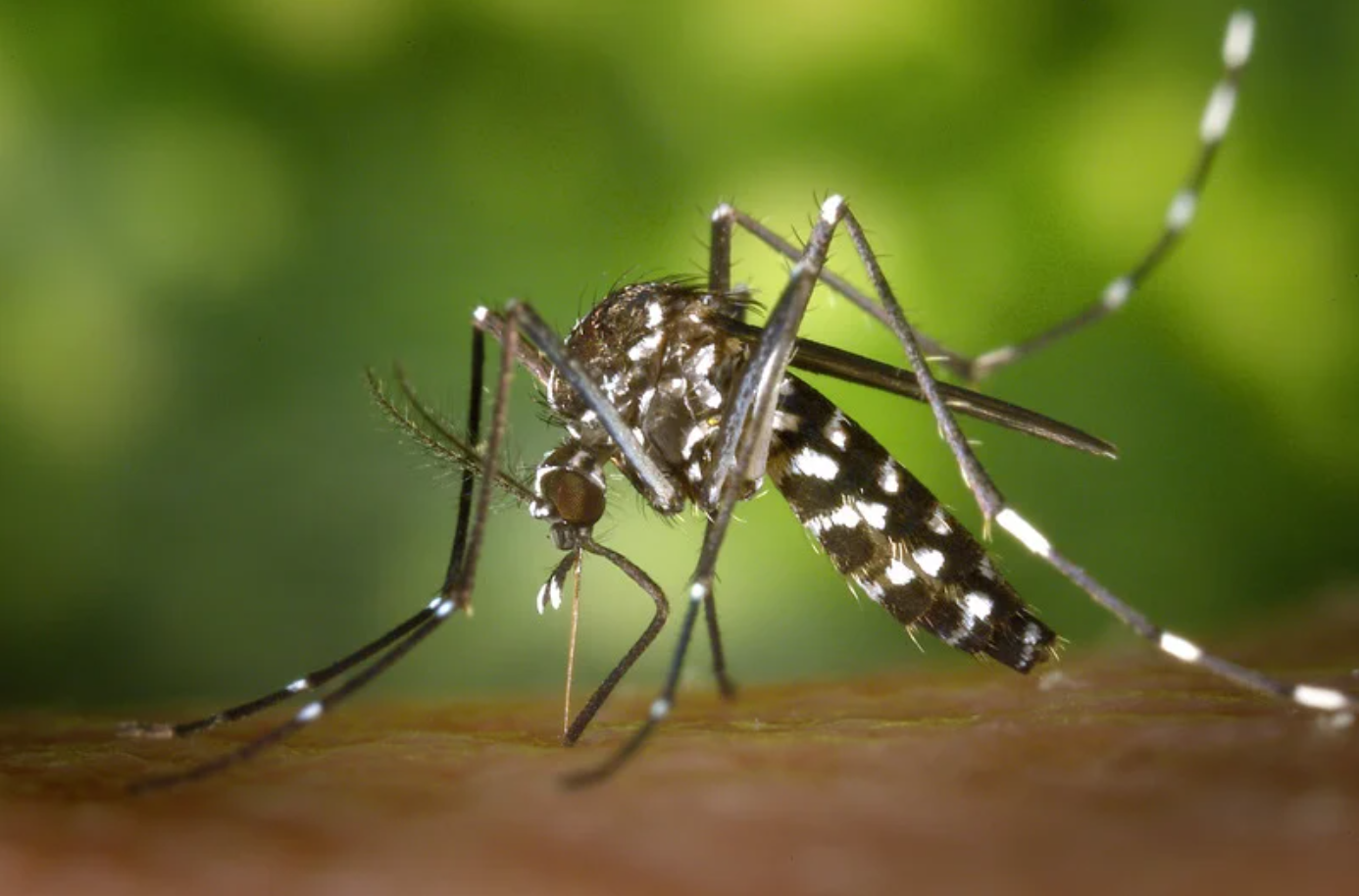 The Growing Concern Over Mosquito-Borne Diseases in Gainesville, GA