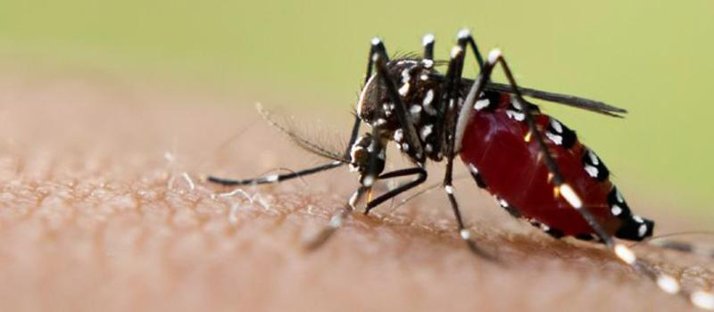 The scourge of spring; What every Montgomery and Howard County MD resident needs to know about the Asian Tiger Mosquito.
