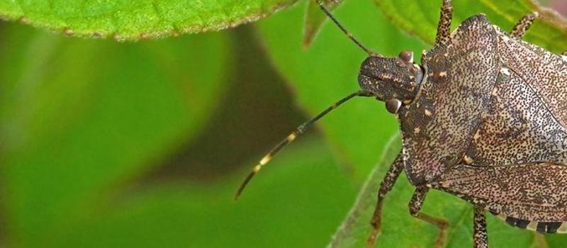 Back-to-School in St. Louis is Prime Time for Stink Bugs and Spiders: But it Doesn’t Have to Be
