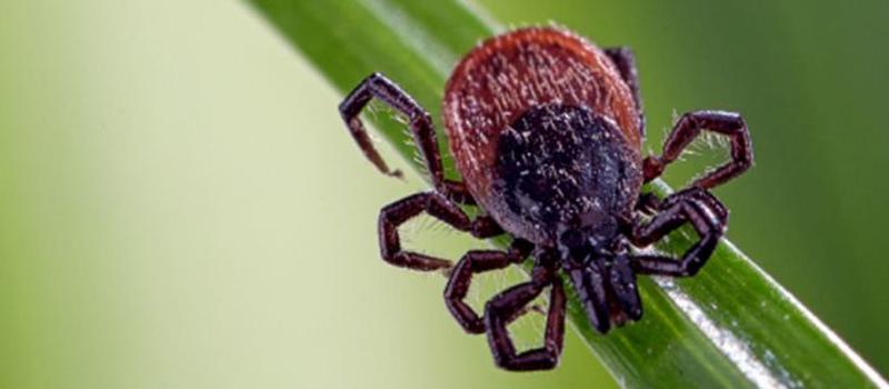 Defend Yourself from Tick-Borne Diseases