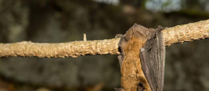 How Many Mosquitoes Do Massachusetts Bats Really Eat?
