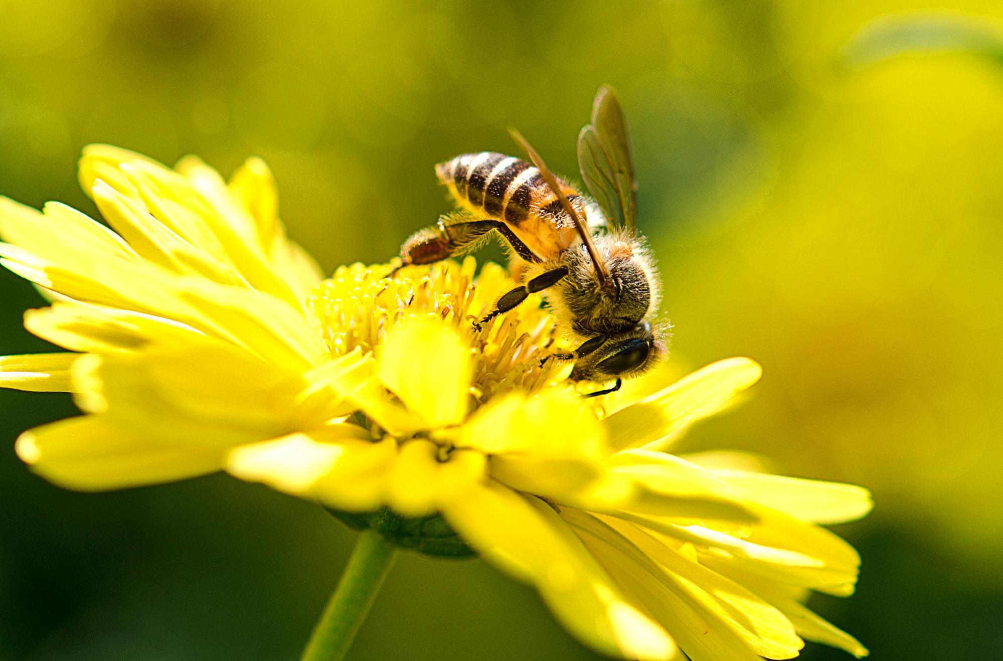 Bee Pollinating Flower