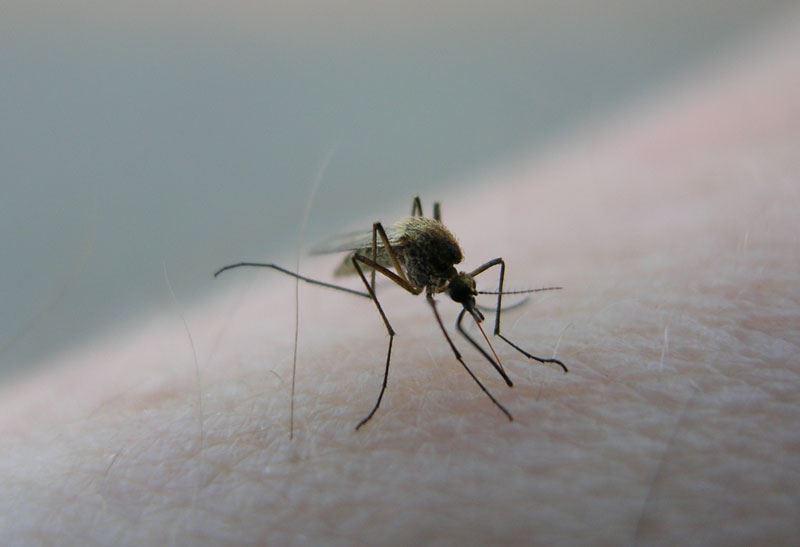 A photo of a mosquito 