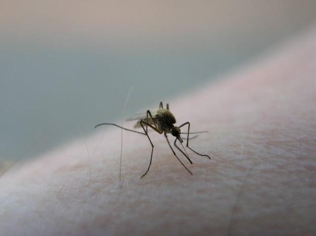 Mosquito on skin