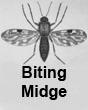 biting midge 