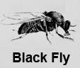 black fly 