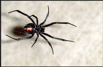 A black widow spider 