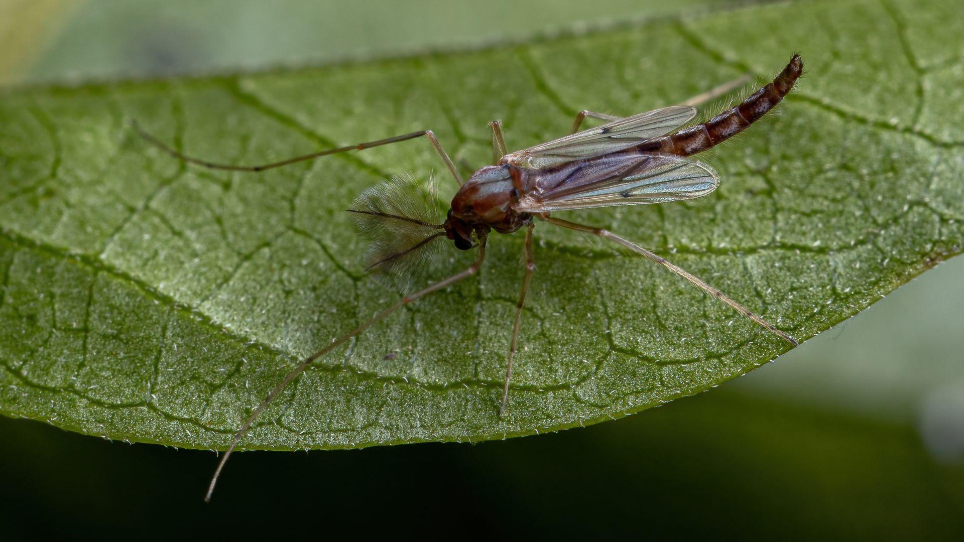 Blind Mosquitoes vs. Mosquitoes