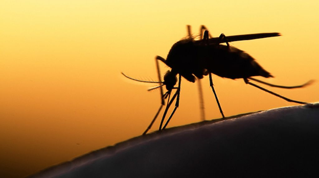 Your Outdoor Lifestyle is at Risk; Cincinnati Mosquito Control is Here to Assist