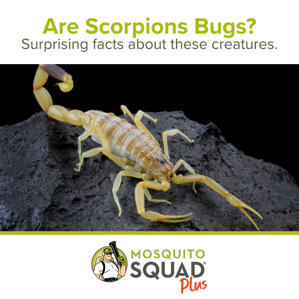 Are Scorpions Bugs? Surprising Facts about these Creatures