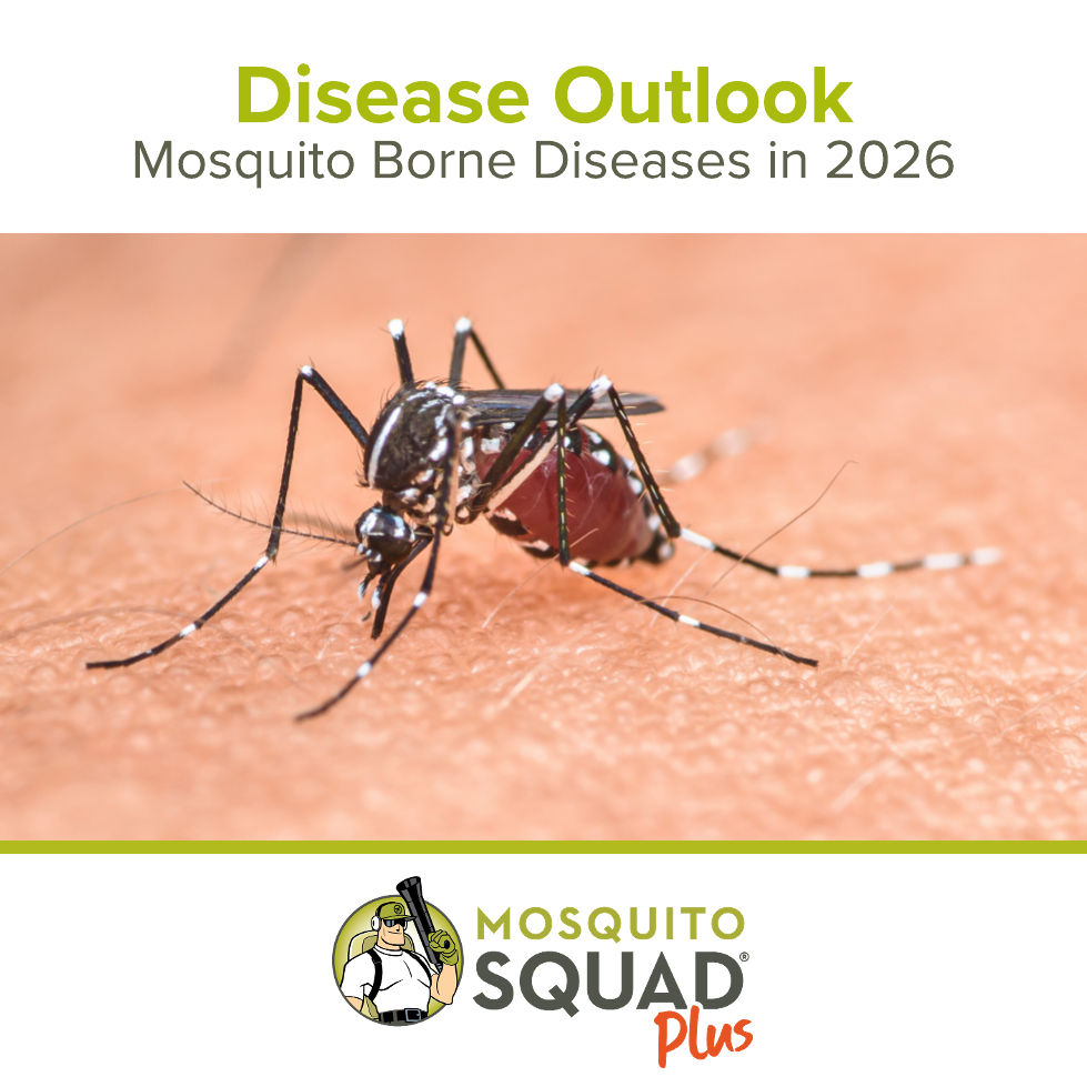 Mosquito-Borne Diseases to Watch in 2026