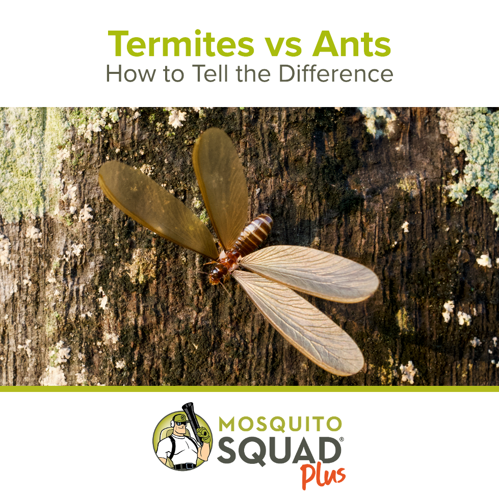 Termites vs Ants: How to Tell the Difference