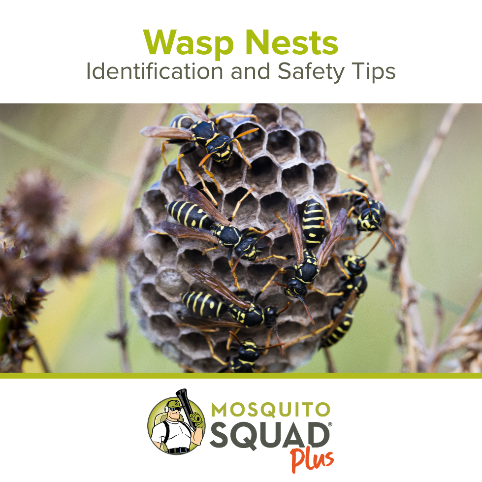 What Does a Wasp Nest Look Like