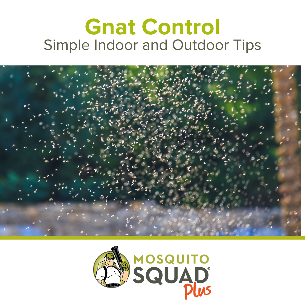 How to Help Get Rid of Gnats: Simple Indoor and Outdoor Tips
