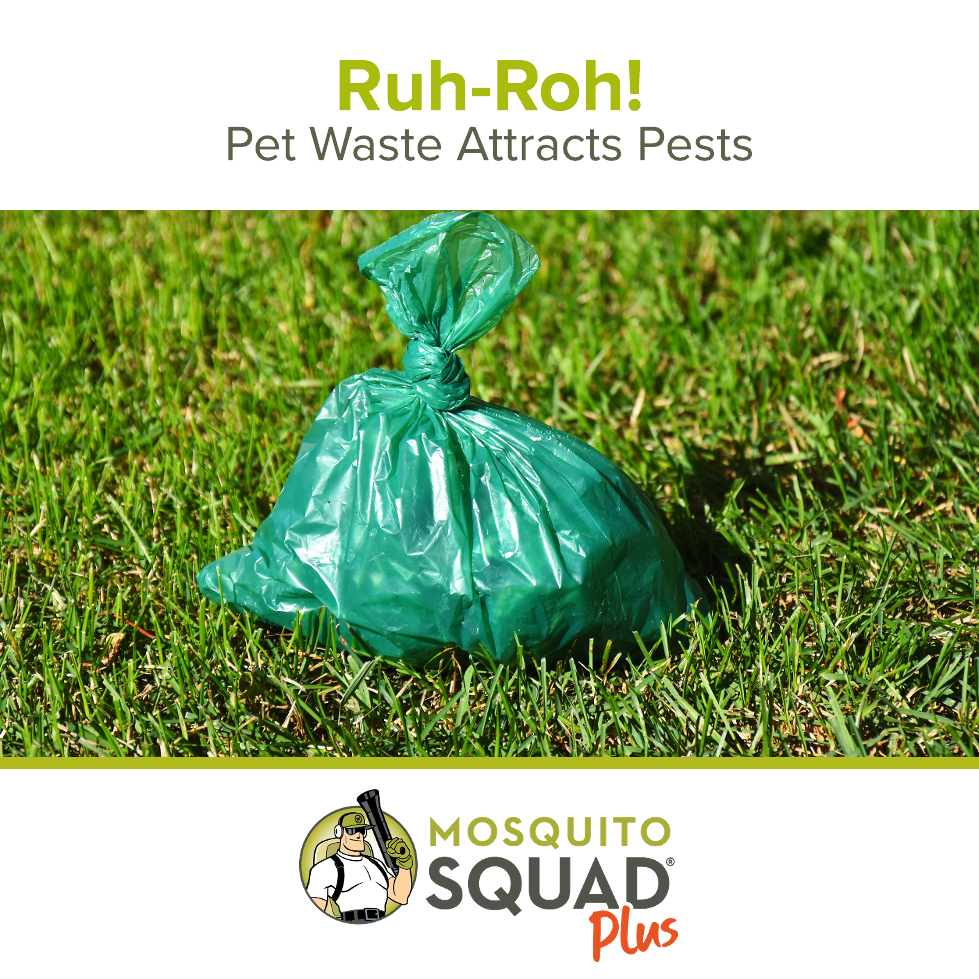 How Pet Waste Attracts Pests (Flies, Roaches, and Rodents)