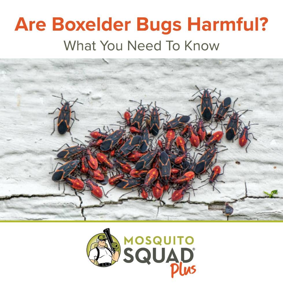 Are Boxelder Bugs Harmful? What You Need to Know