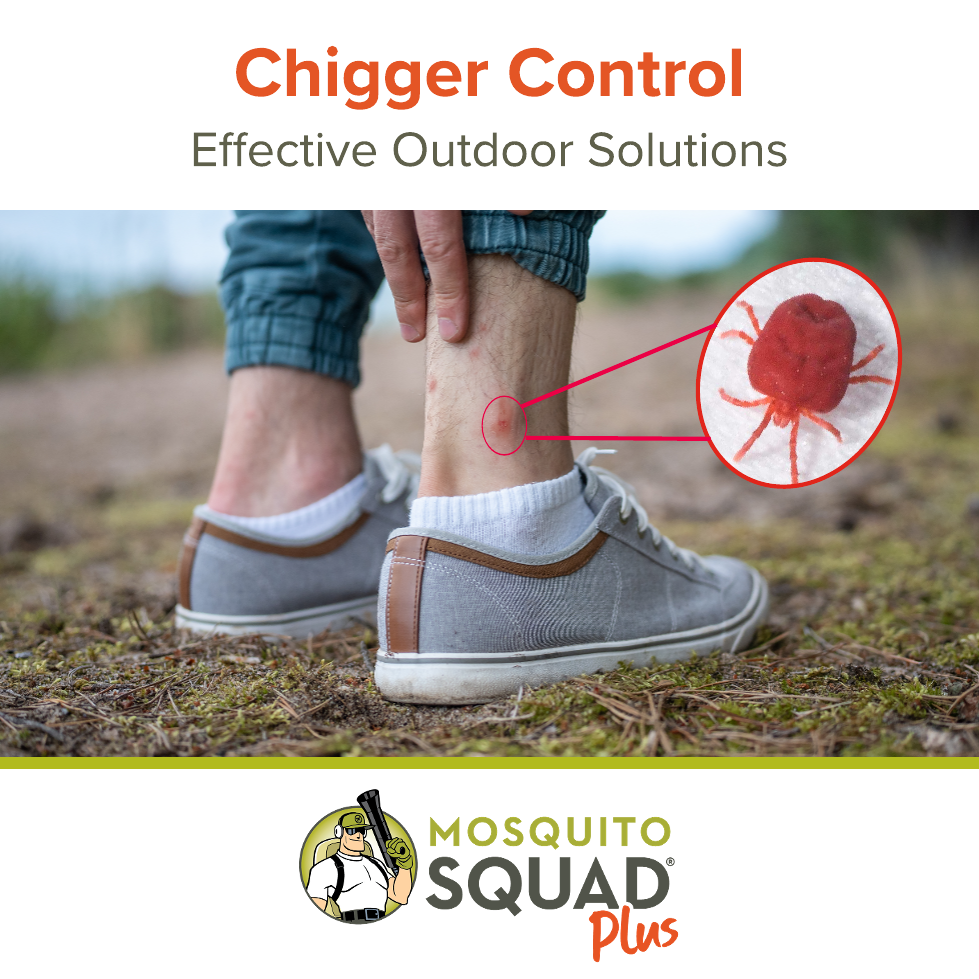 How to Get Rid of Chiggers: Effective Outdoor Solutions