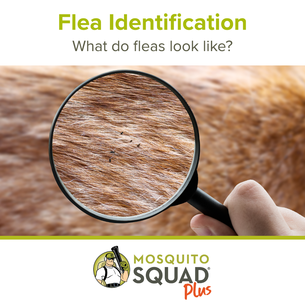What Do Fleas Look Like? Identification Guide for Homeowners