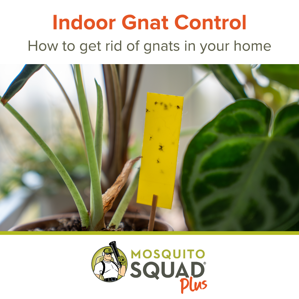 How to Help Get Rid of Gnats Indoors