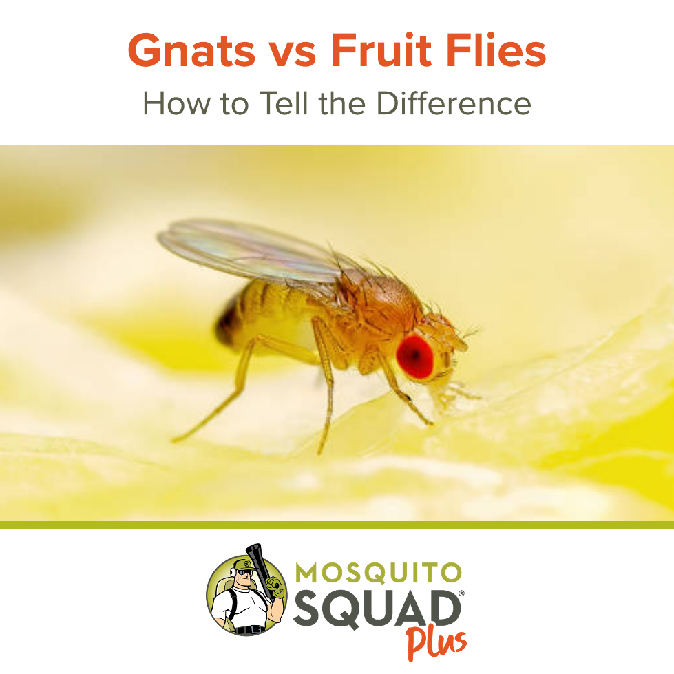 Gnats vs. Fruit Flies: How to Tell the Difference
