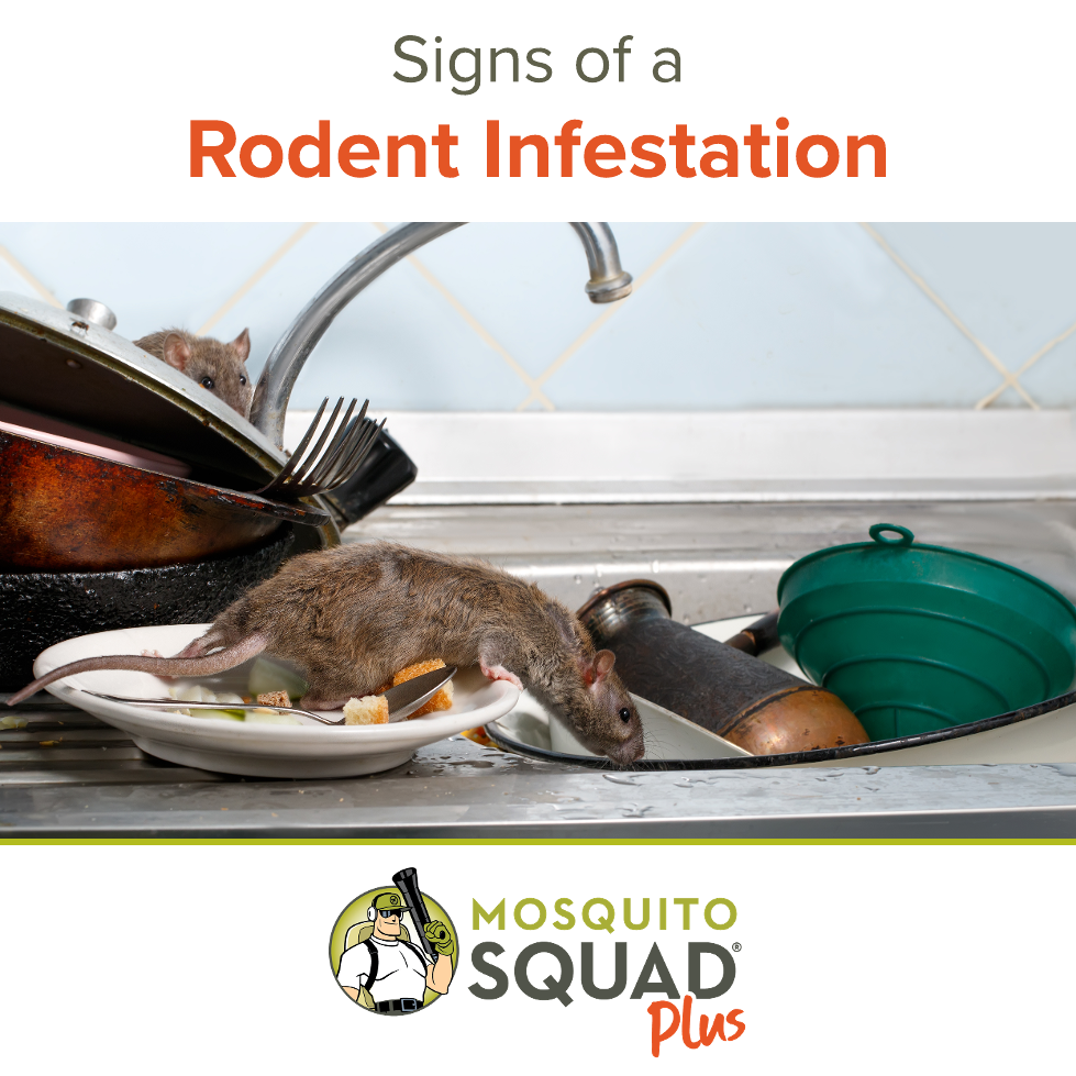 Signs of a Rodent Infestation