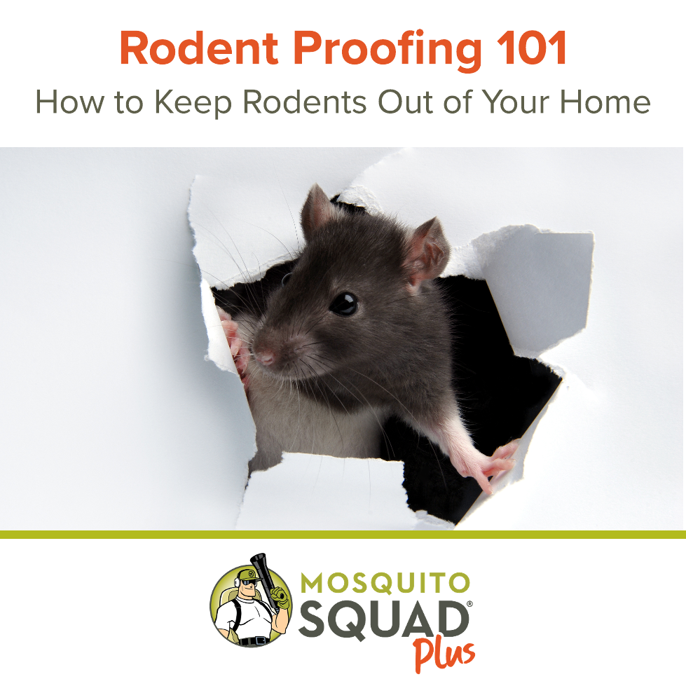 Rodent Proofing 101