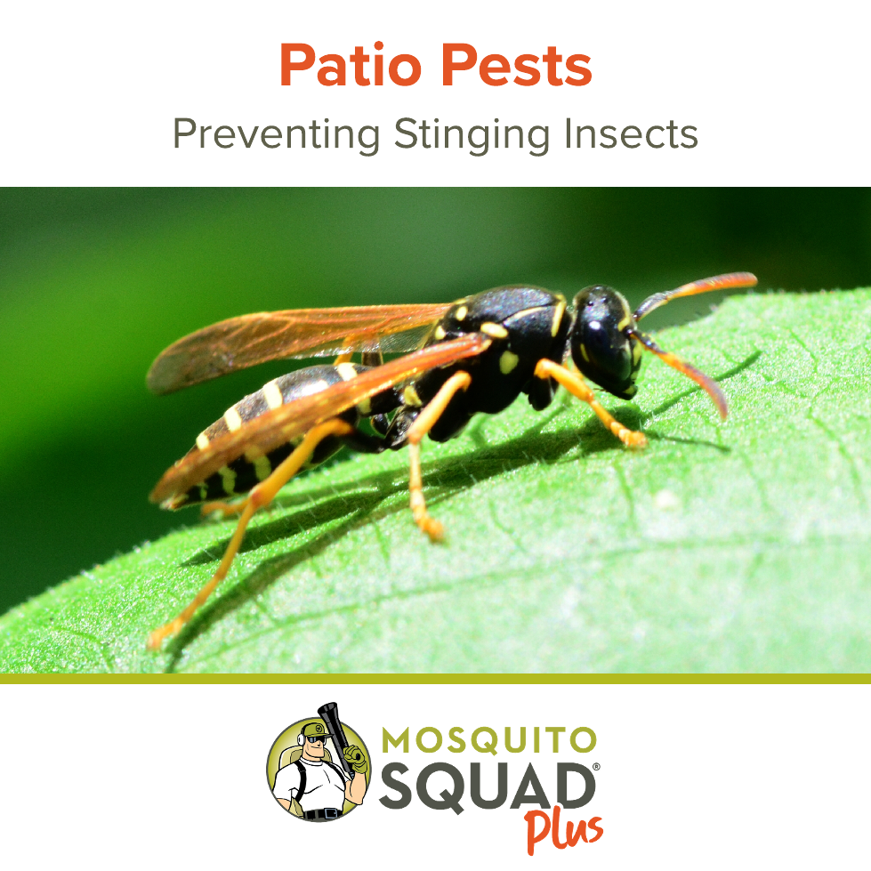 Preventing Stinging Insects Around Your Patio