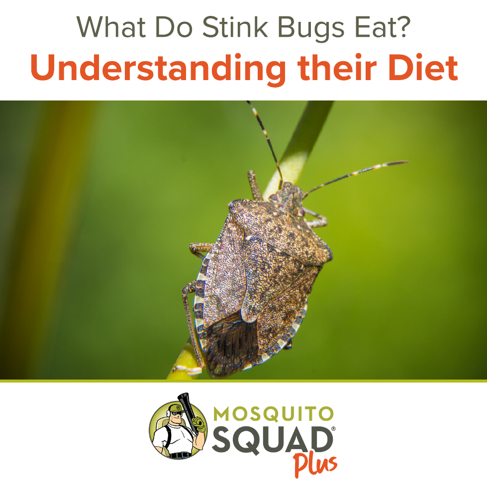 What Do Stink Bugs Eat? Understanding Their Diet