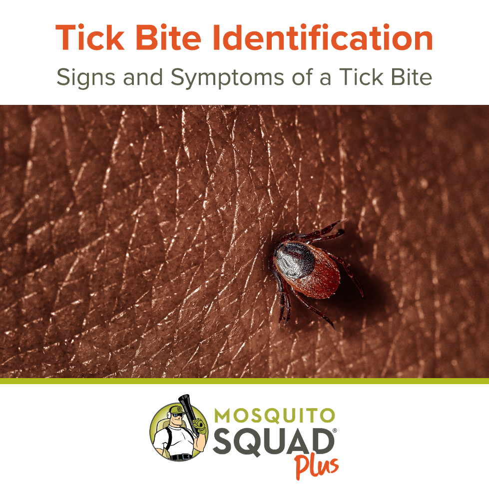What Does a Tick Bite Look Like? Signs and Symptoms