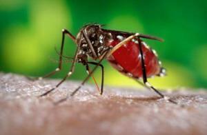 Blood filled female mosquito 