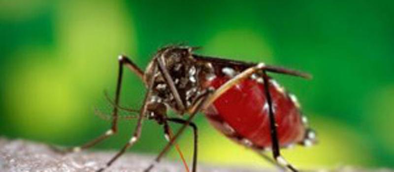 Chikungunya Virus Is Making News in Southern New Hampshire