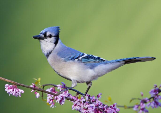 blue jay