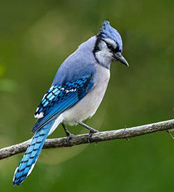 blue jay 