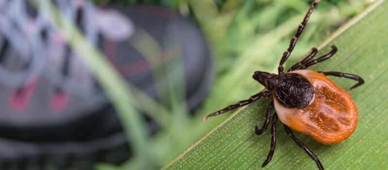 When is the Best Time of Year to Spray for Ticks in South Boston?