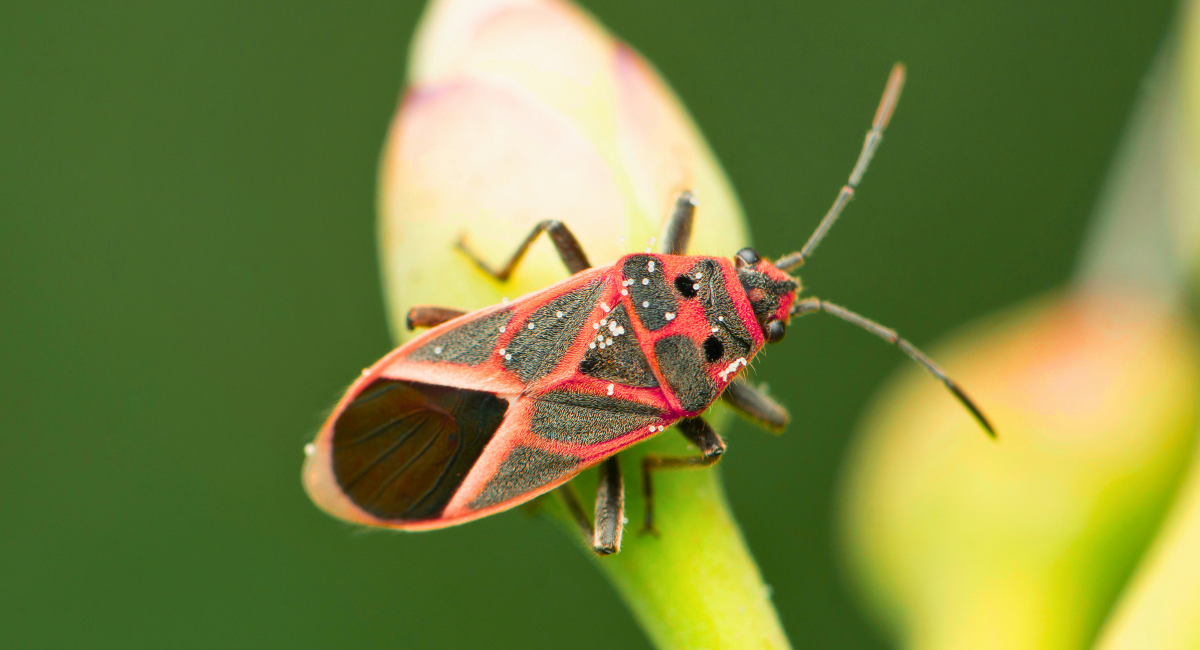 What Attracts Boxelder Bugs to My Yard?