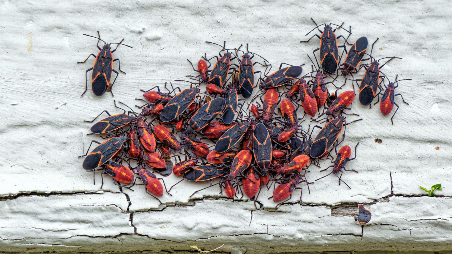 The Seasonality of Boxelder Bugs