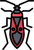 Boxelder Bug icon