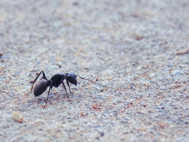 Your Guide to Summertime Ant Control in Bracey, VA