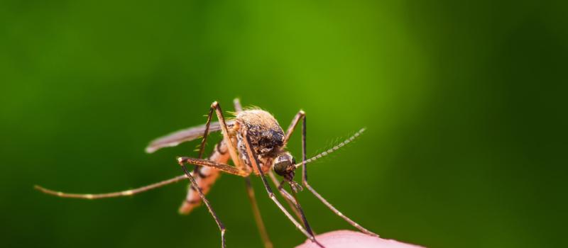 How Bad Are Mosquitoes in Brentwood?