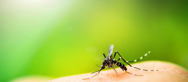 What is the most effective mosquito control?