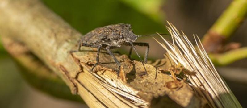 Are You Ready to Prevent Stink Bug Season From Affecting Your Home?