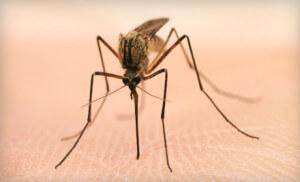 mosquito on skin