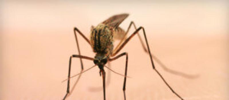 Mosquito Blitzkrieg