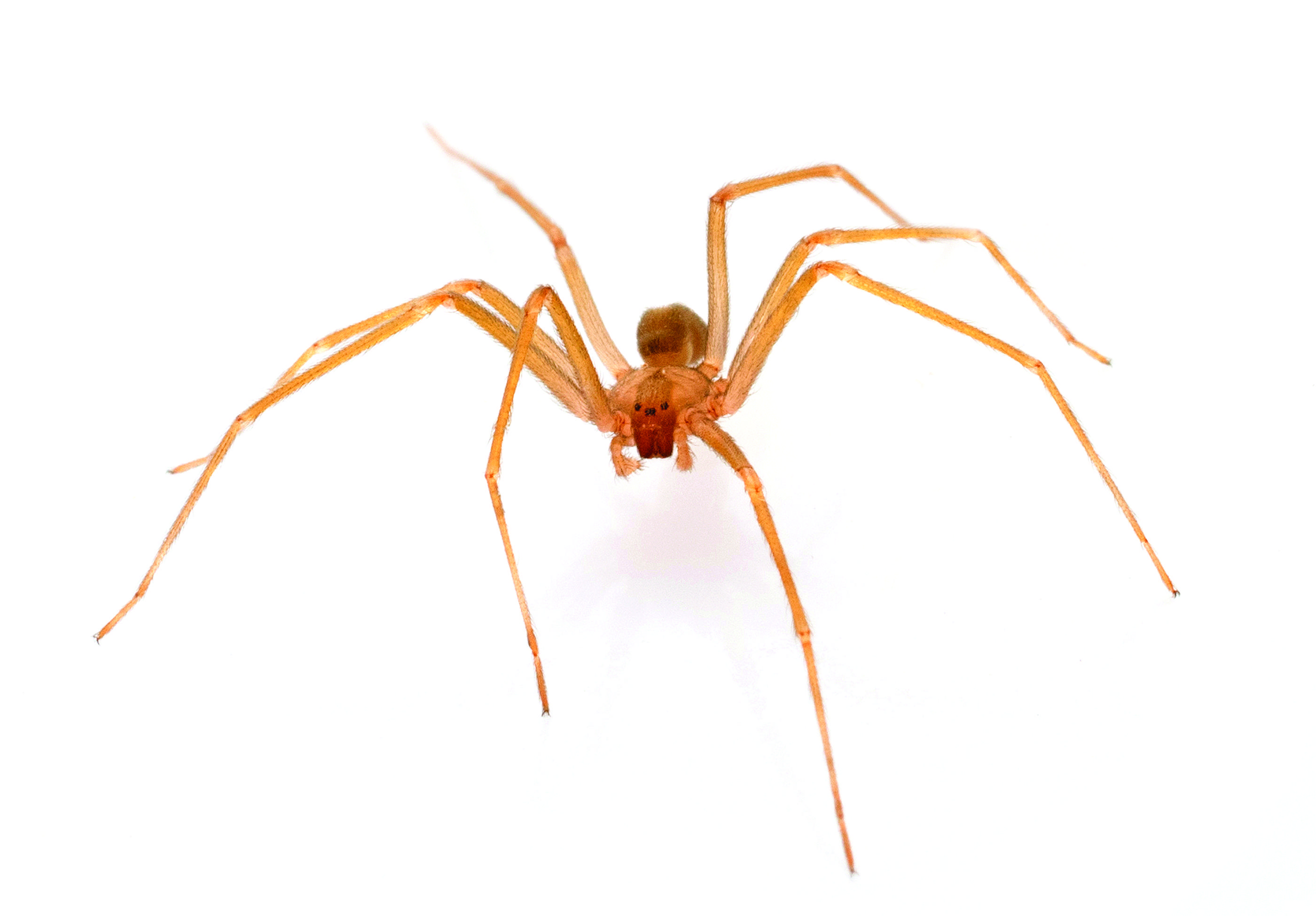 Brown recluse spider