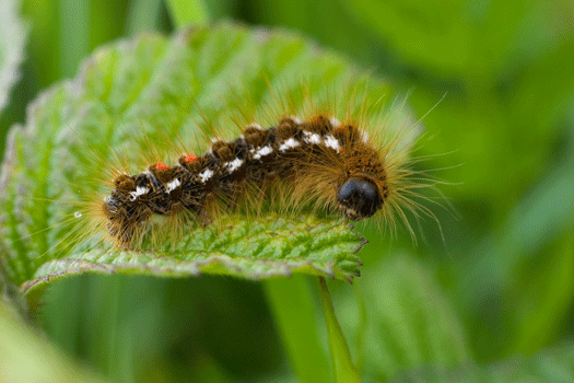 Brown tail moth as caterpillar.