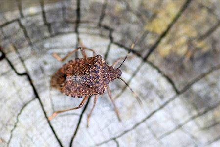 stink bug on tree 