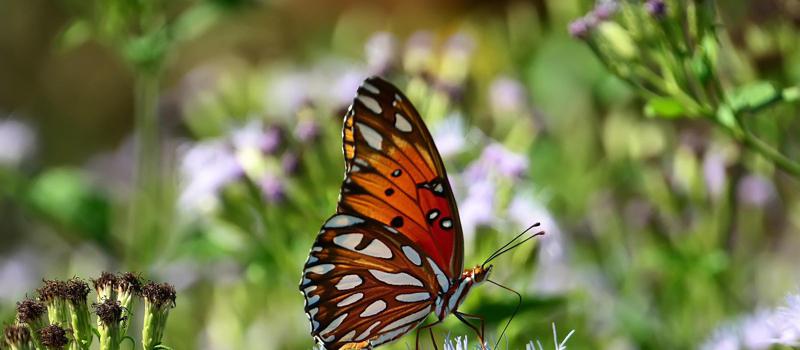 Attracting Butterflies to Your Garden