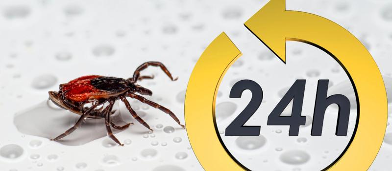 Can a tick spread Lyme disease in less than 24 hours?